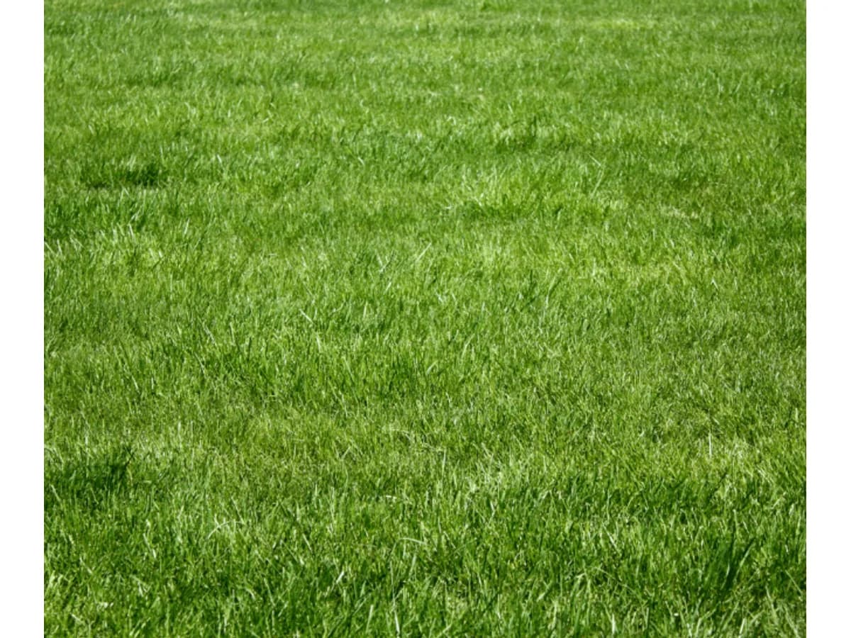 sláa gras